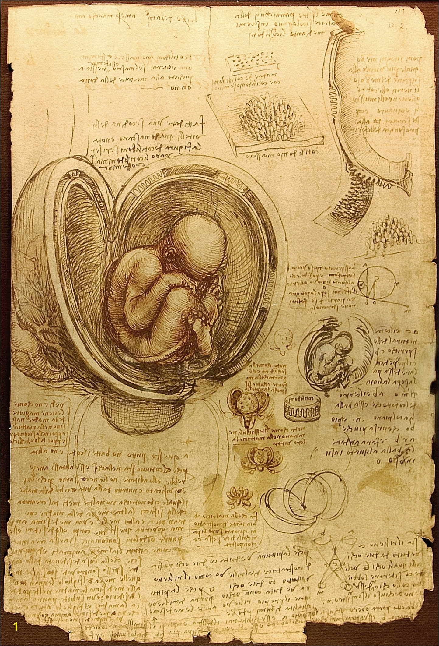 Da Vinci Stu s of Embryos Luc Viatour