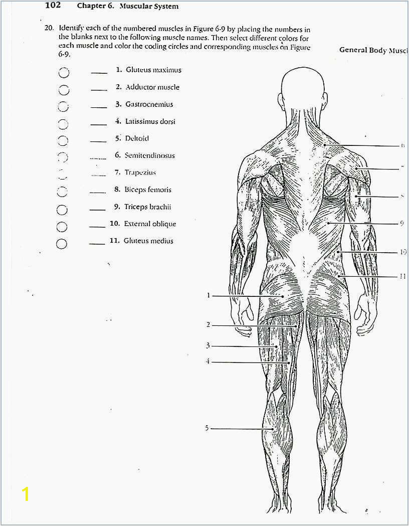 anatomy andsiology coloring workbook answer key chapter for kindergarten tree notebook adult projects tinkerbell pages kitty cat ipad mouse page soccer books boys kira book baby to