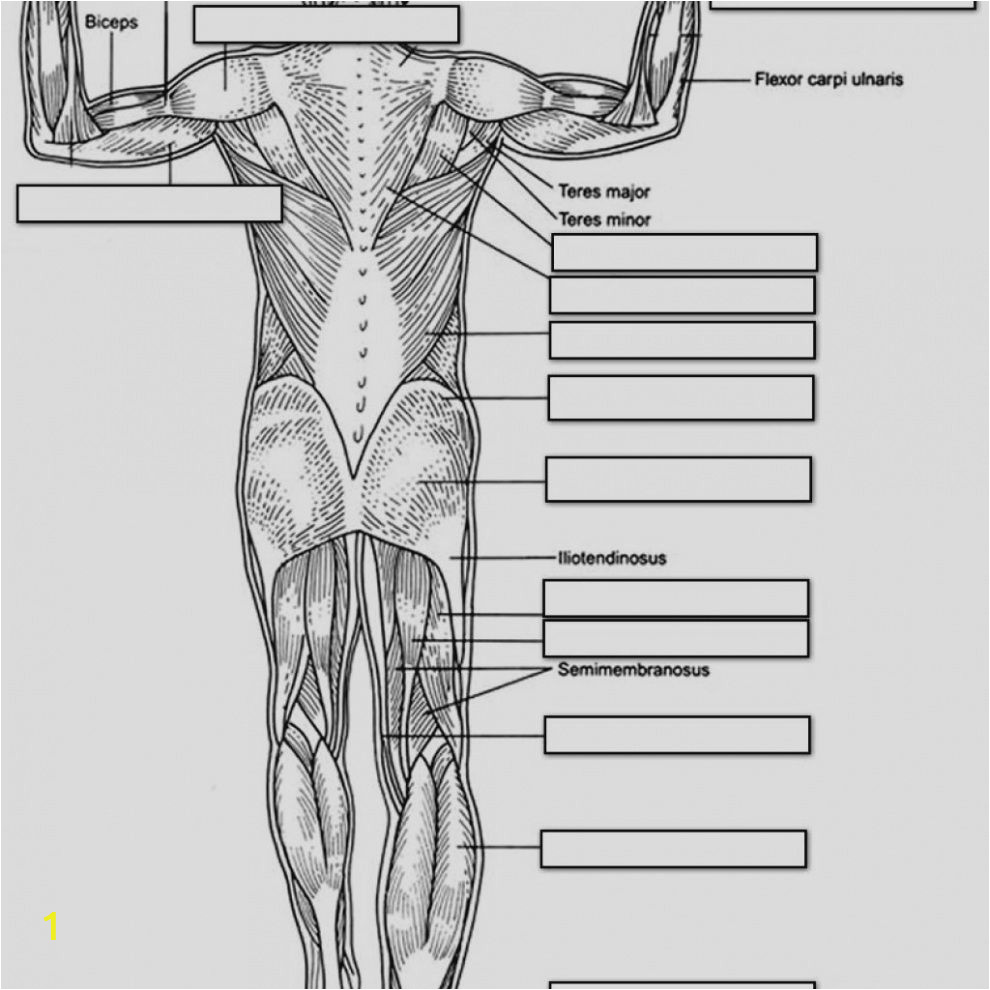 Muscular System Coloring Page for Kids Anatomy and Physiology Coloring Pages Free Download