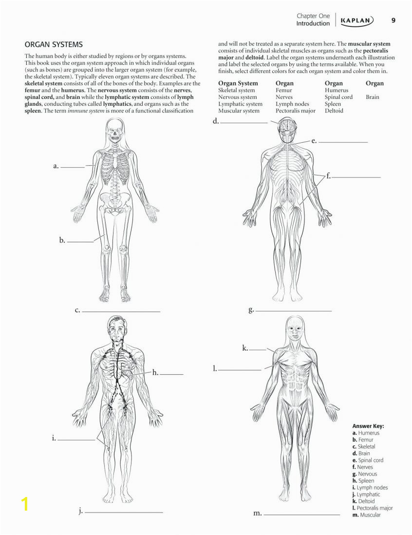 skeletal systemoring page for kids of pages children