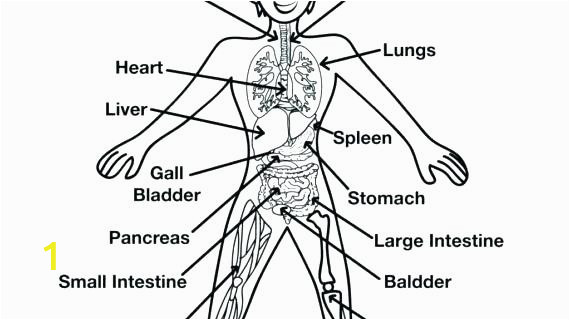 d dc3a8365b9bb4dde27dc16c89 anatomy coloring page free printable human pages plus muscle 570 320