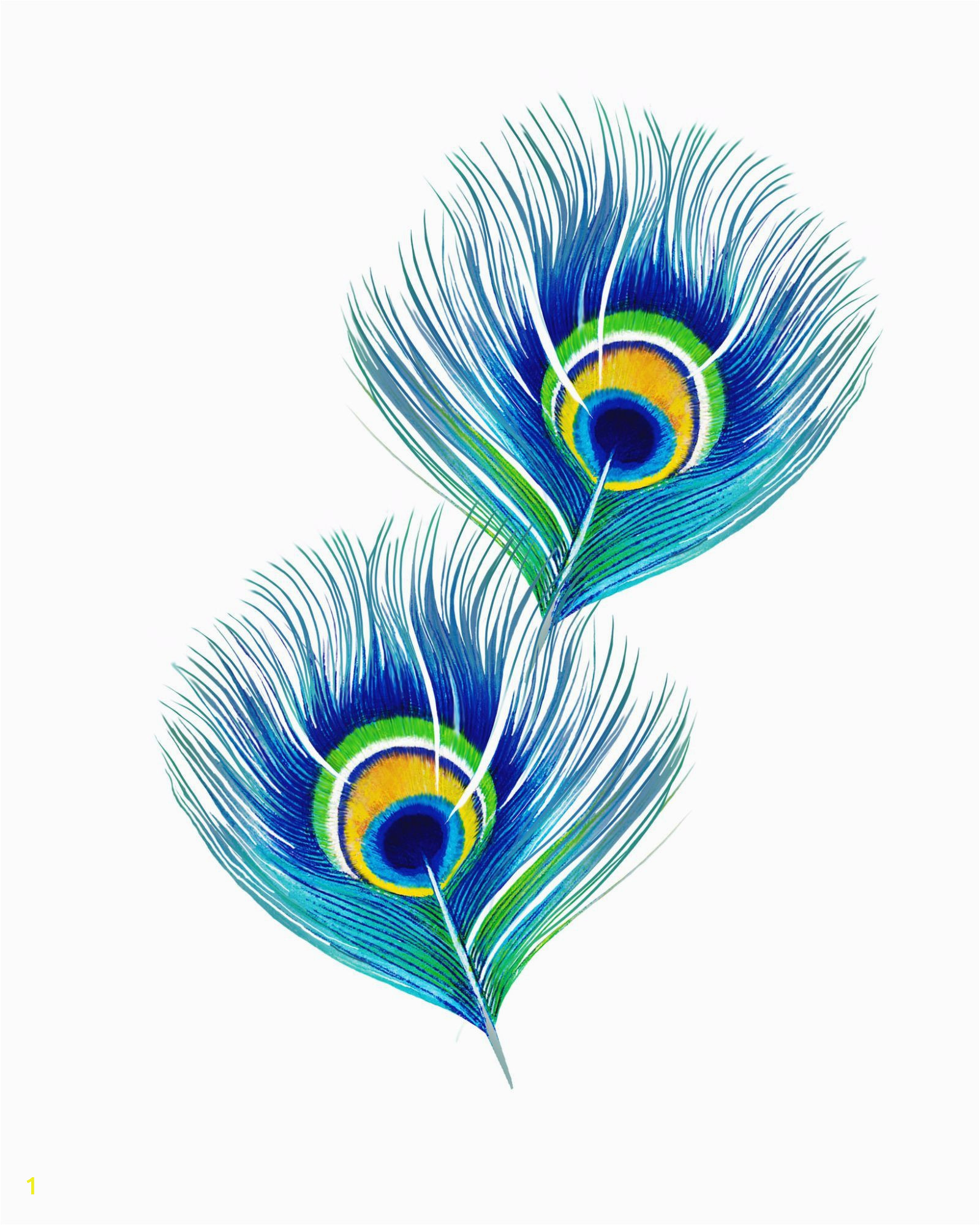 Peacock Feather Wall Mural Peacock Feathers In 2020