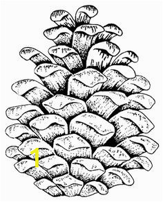 471d d2ac783b2d75e7c565e22 pine cones coloring pages