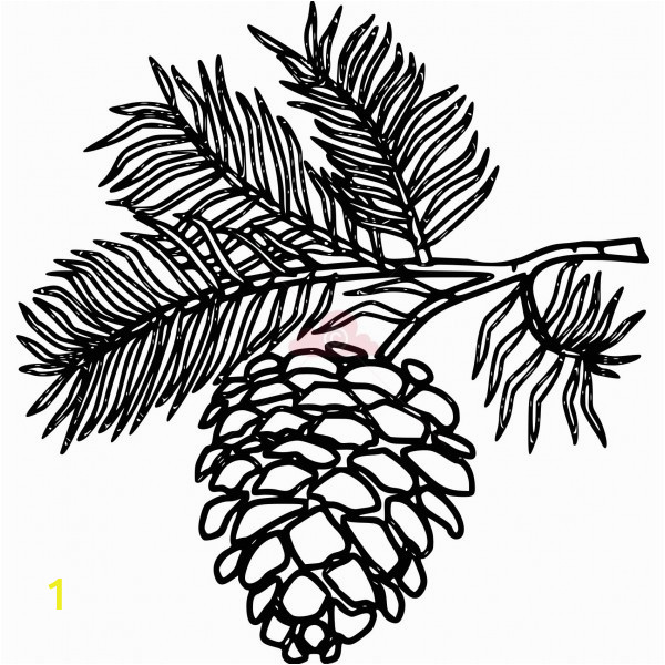 Pine Cone Coloring Page White Pine Cone Drawing Clip Art Pine Cone Clipart Panda