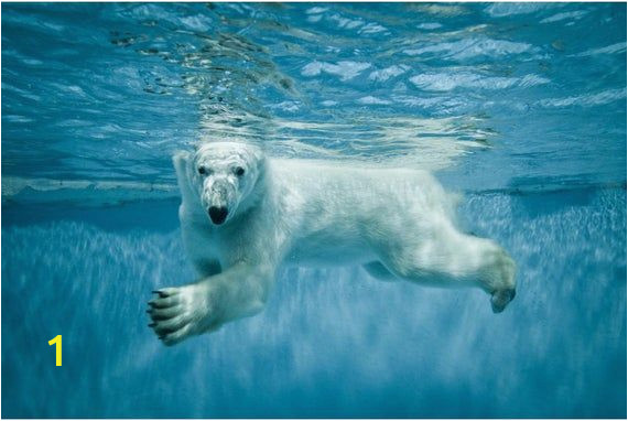 Polar Bear Wall Mural Mini Mural Polar Bear 1 Wall Graphic Ocean Sea Underwater