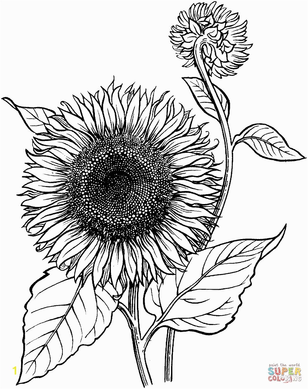 Printable Sunflower Coloring Page Blooming Sunflower Coloring Page From Sunflower Category