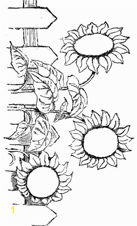 Printable Sunflower Coloring Page Sunflowers