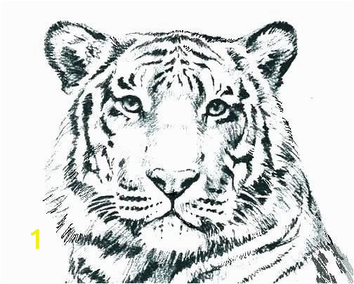 tiger coloring in pages lovely wild cat coloring pages g4674 realistic cat coloring pages of tiger coloring in pages