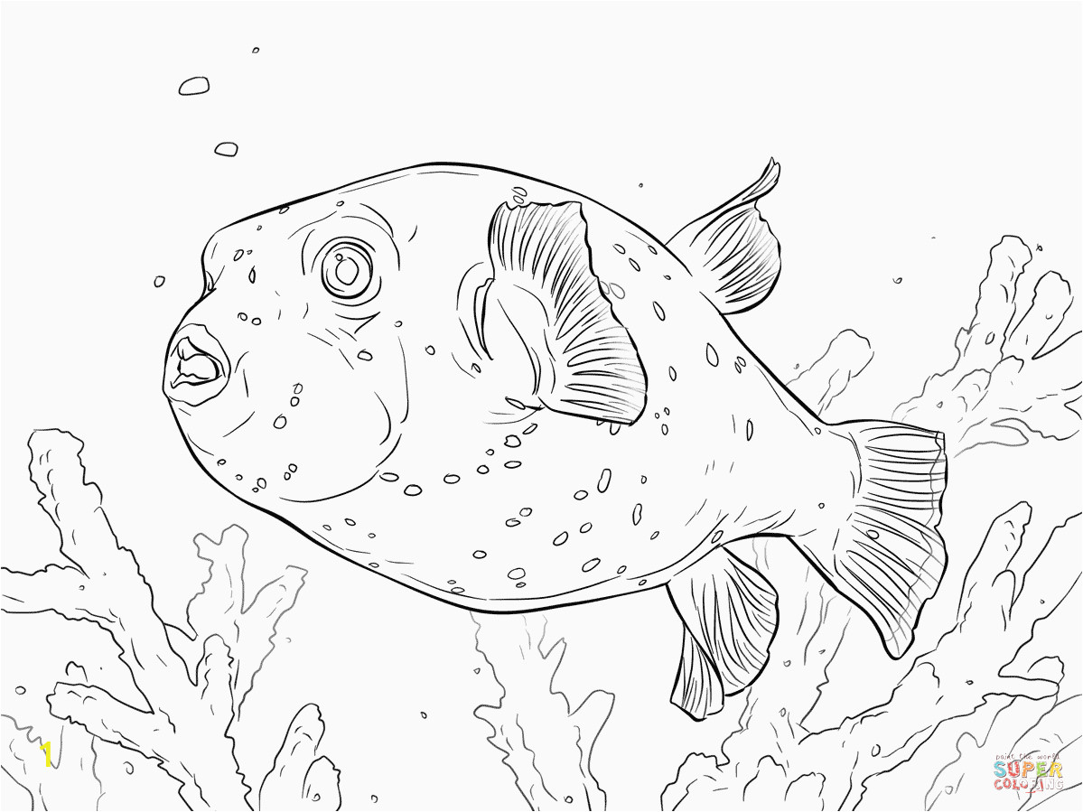 puffer fish coloring page awesome puffer fish coloring pages of puffer fish coloring page