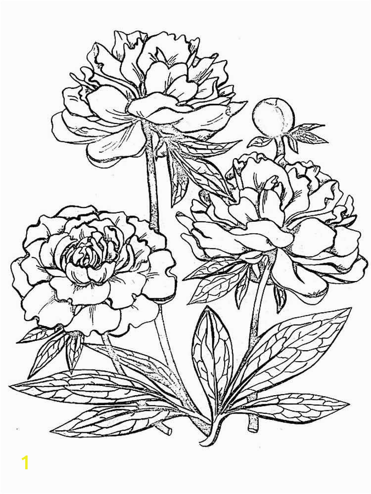 Download Realistic Flower Coloring Pages | divyajanani.org