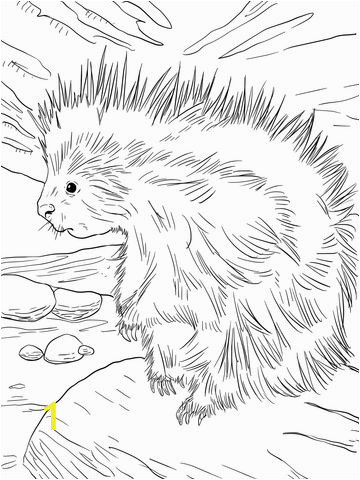 Realistic Lion Coloring Pages Cute north American Porcupine Coloring Page