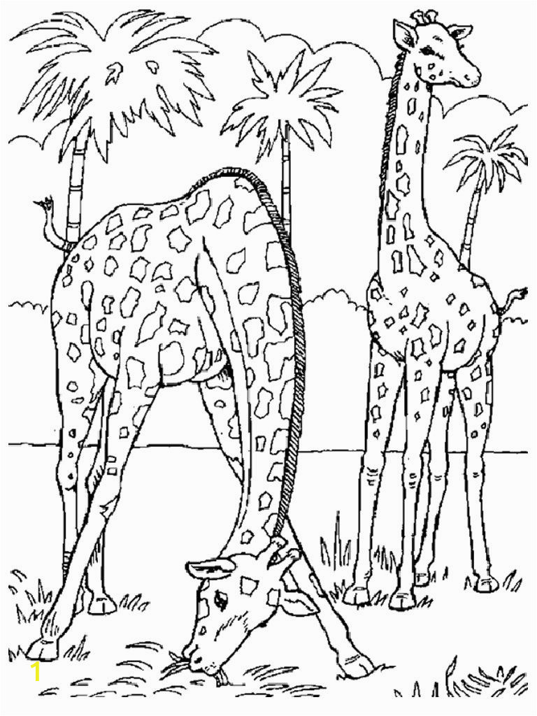 Realistic Lion Coloring Pages Image Result for Realistic Animal Coloring Pages for Adults