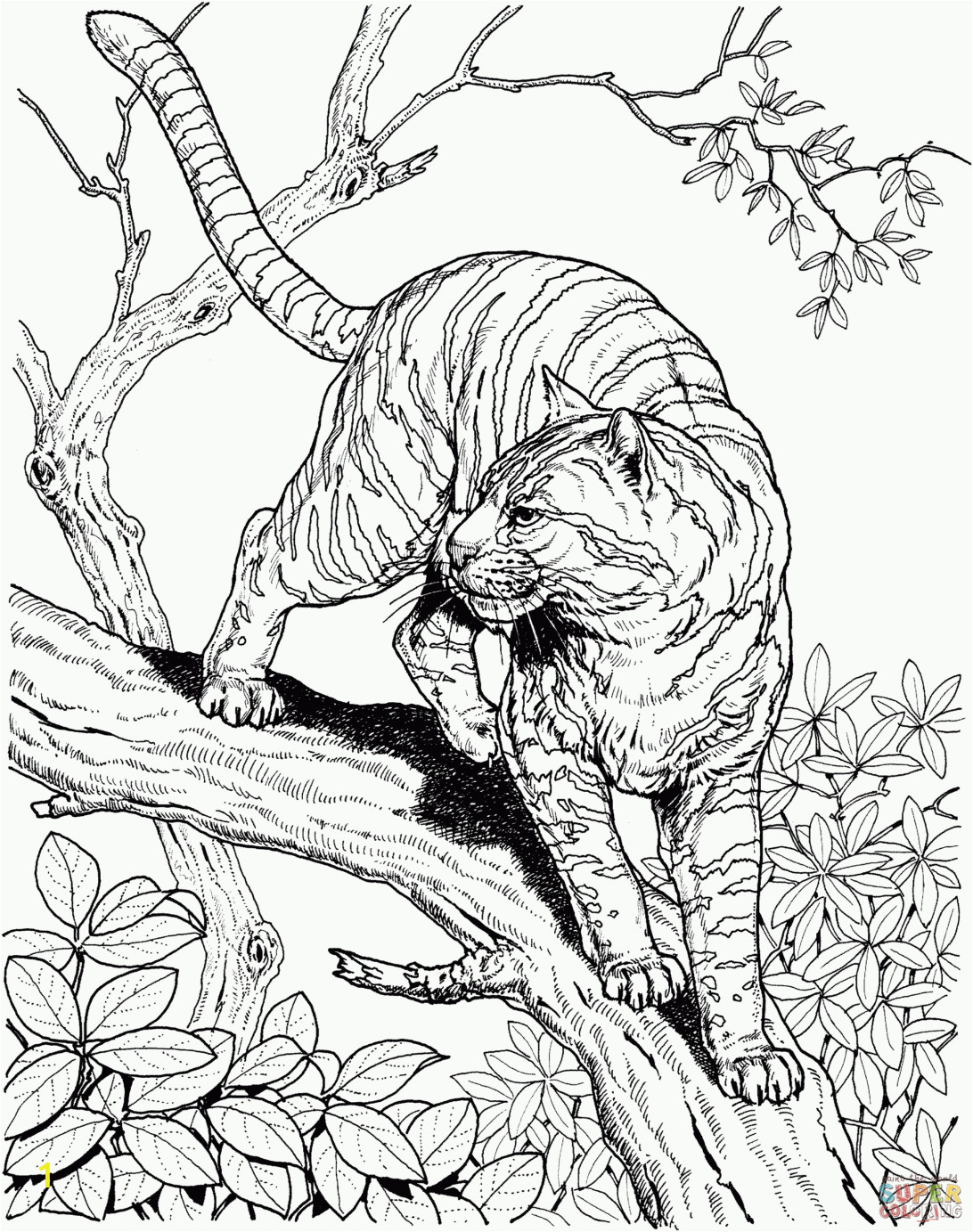 Realistic Lion Coloring Pages New Coloring Pages Realistic Dog to Print and Color Free