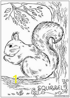 Realistic Squirrel Coloring Page 203 Best Squirrels Images