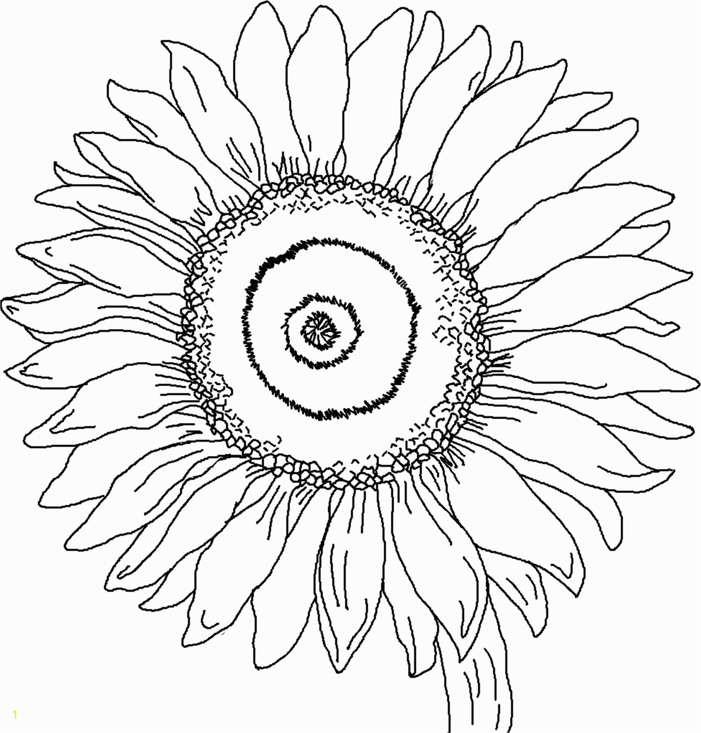 Realistic Sunflower Coloring Page Sunflower Coloring Page for Kindergarten