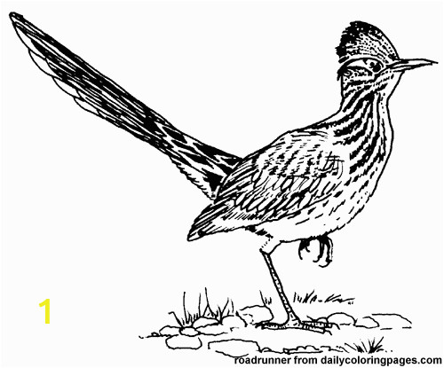 texas roadrunner bird coloring pages