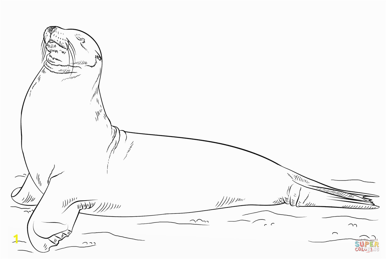 7a9fca df6edd7a11d5fd galapagos sea lion posing coloring page free printable coloring 1228 824