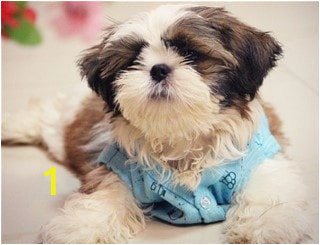 cute shih tzu coloring pages lovely shih tzu house training step by step of cute shih tzu coloring pages