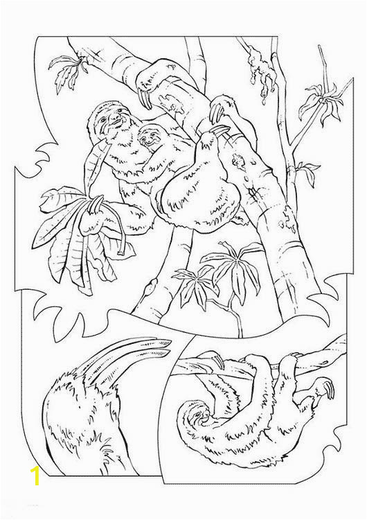Sloth Coloring Pages for Kids Sloth Coloring Pages