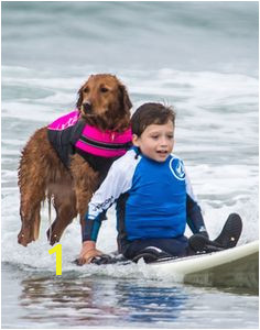 Surf Dog Wall Mural 30 Best Adaptive Surfing Images