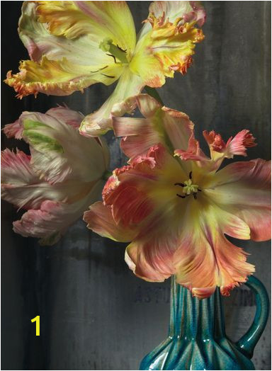 Surface View Wall Murals Murals Of Bursting Flower Still by Trunk Archive 3000mm X