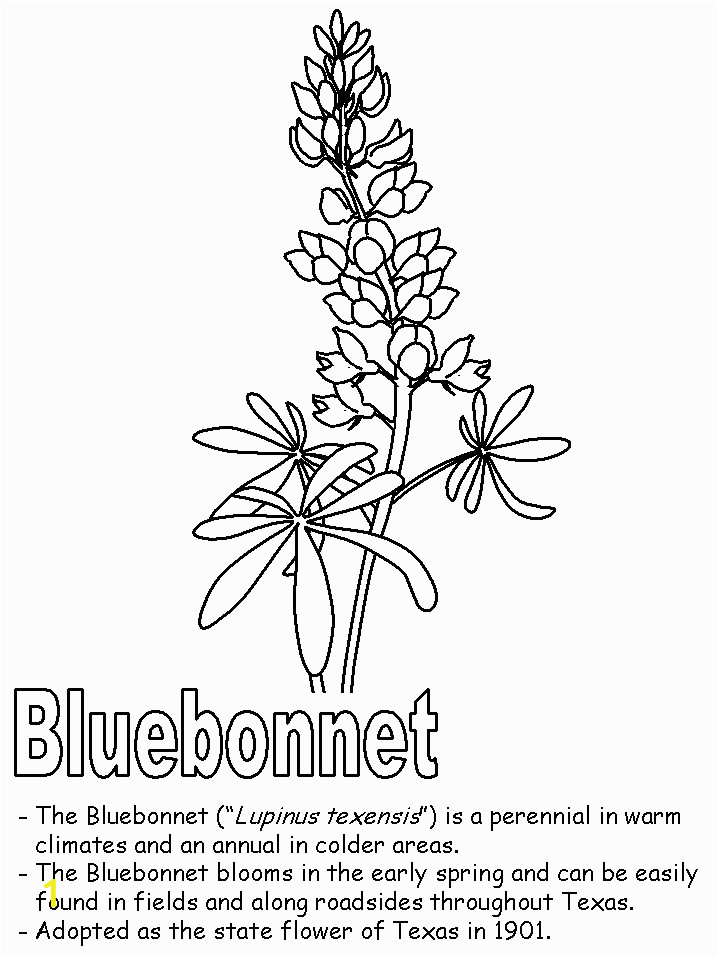 bluebonnet2