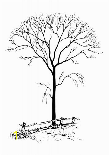 Tree Branch Coloring Page Pin by Douglas Bourne On Graphs Flowers