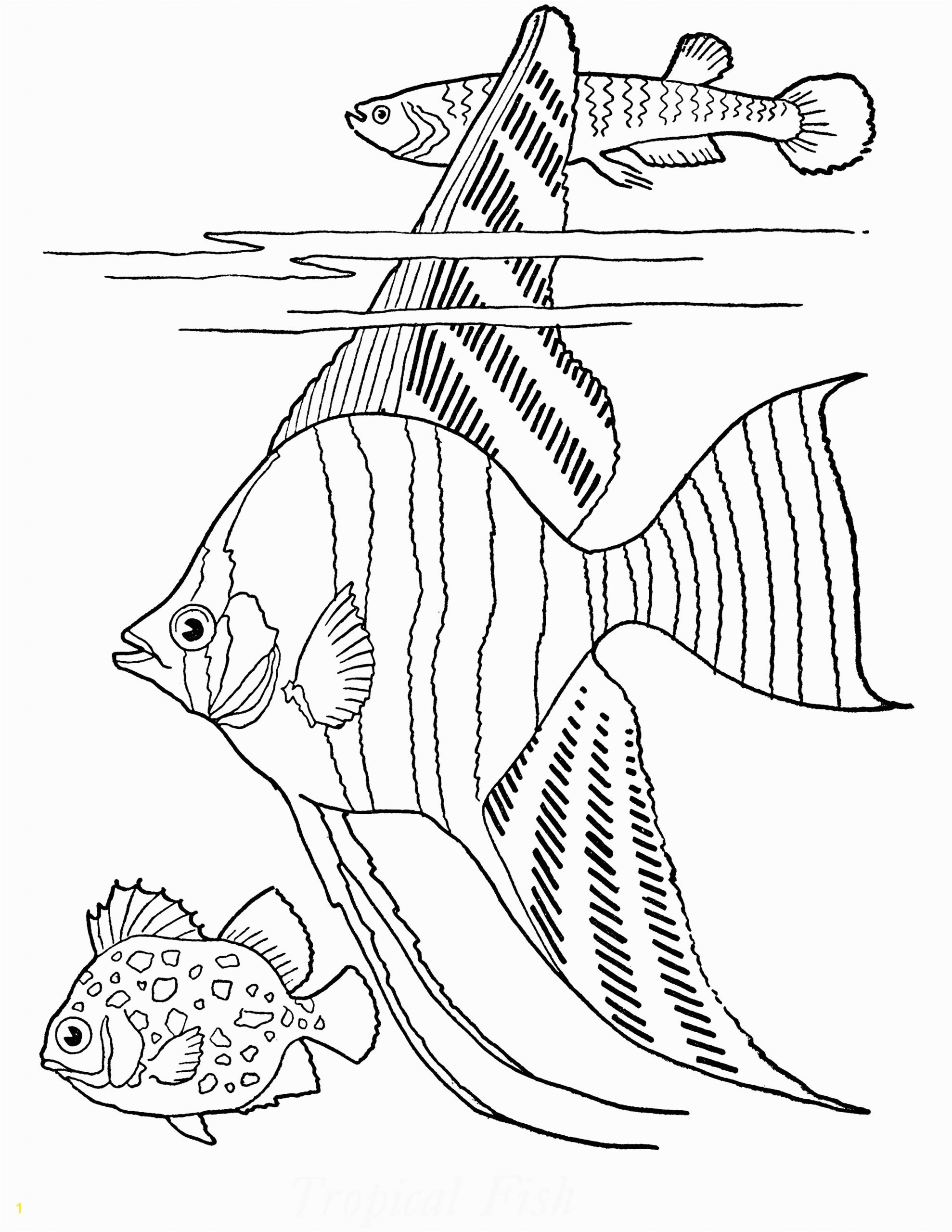 freeintable adult coloring page tropical fish the pages toint out for image inspirations graphicsfairy