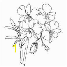 Tropical Flower Coloring Pages 10 Beautiful orchid Coloring Pages for Your toddler