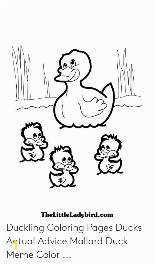 thelittleladybird duckling coloring pages ducks actual advice mallard duck meme