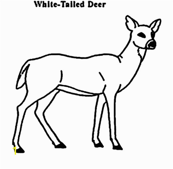 32c62ff21d1dbcdc d d7388 coloring pages of whitetail deer key deer coloring pages john 600 587