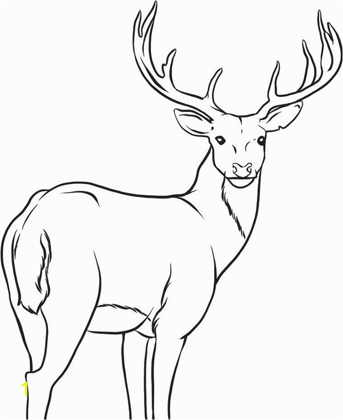 buck clipart coloring page 1