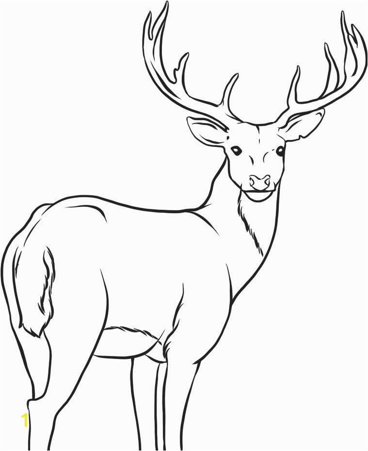 deer clipart colored pencil 8