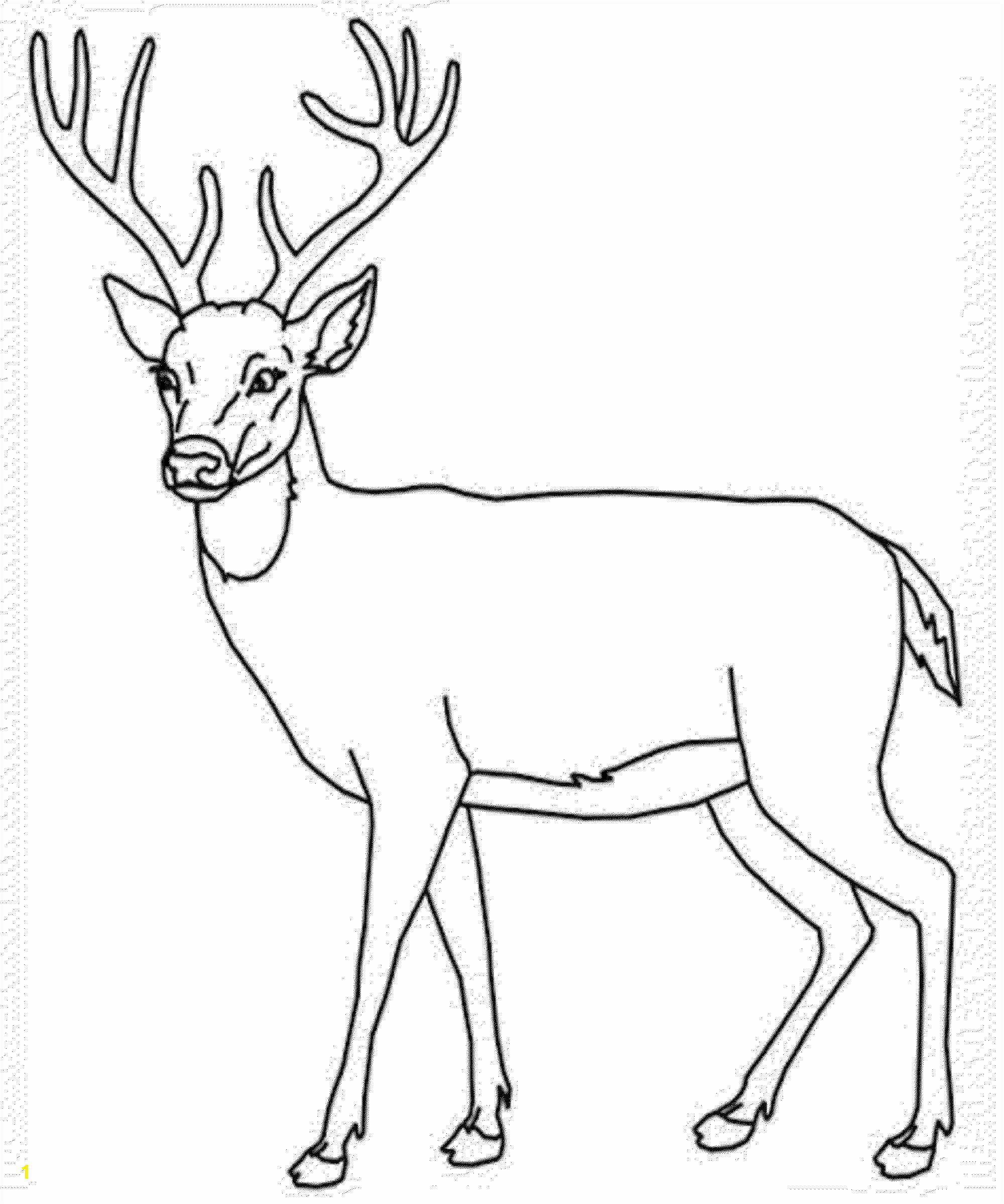 whitetail deer drawing 17