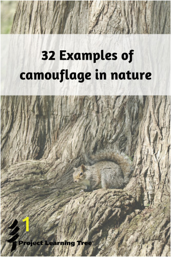 camouflage in nature 333x500