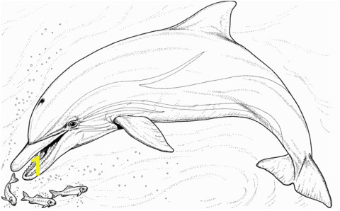 Coloring Pages Of Dolphins Printable Pin Auf Printables