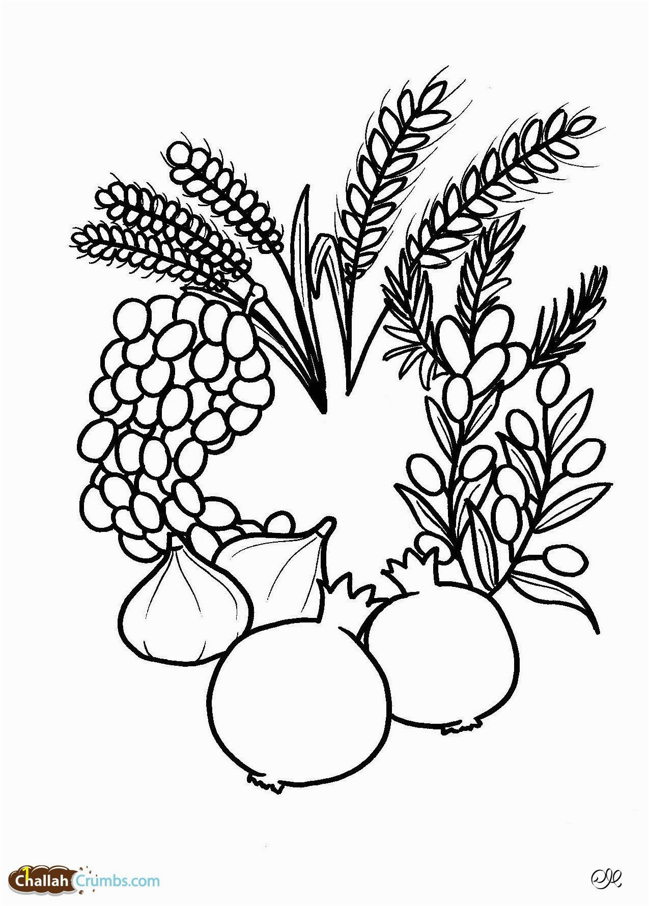 7 Species Of israel Coloring Page A Great Seven Species Coloring Sheet