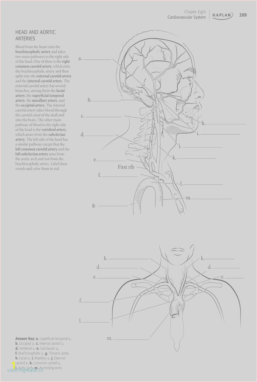 anatomy and physiology coloring workbook answer key