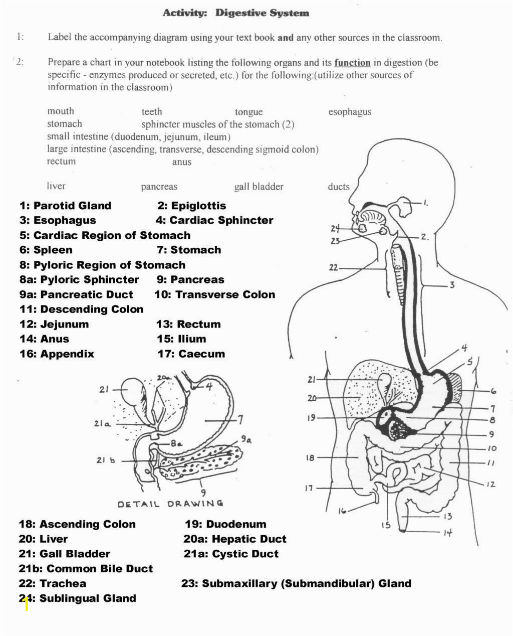 Anatomy and Physiology Coloring Workbook Page 188 Answers Anatomy and Physiology Coloring Workbook Answer Key New