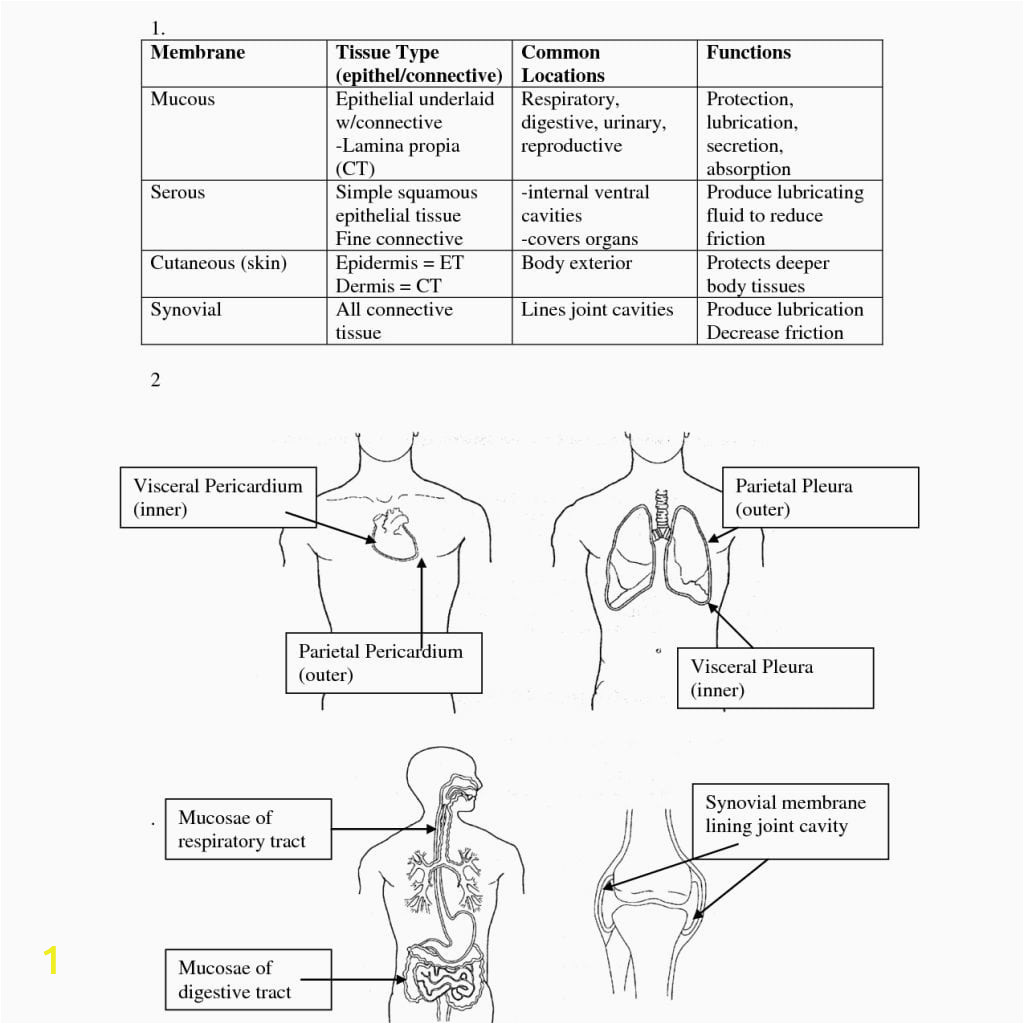 anatomy and physiology coloring workbook answers chapter 5