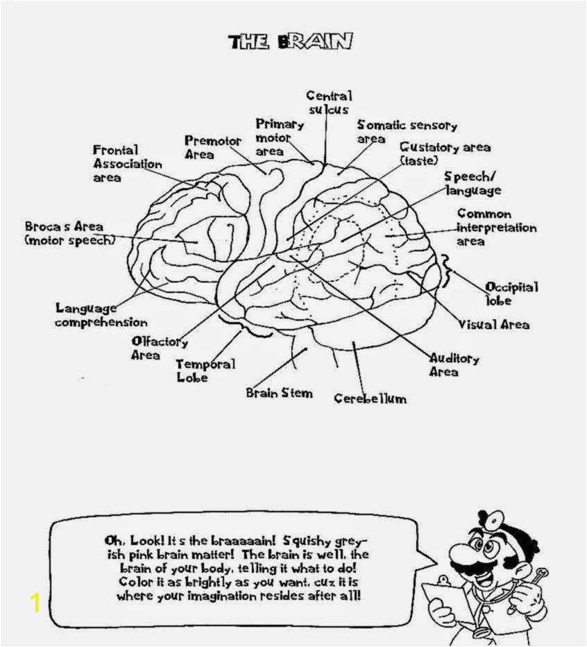 Anatomy and Physiology Coloring Workbook Page 188 Answers Coloring Pages Anatomy Coloring Pages Printable 846