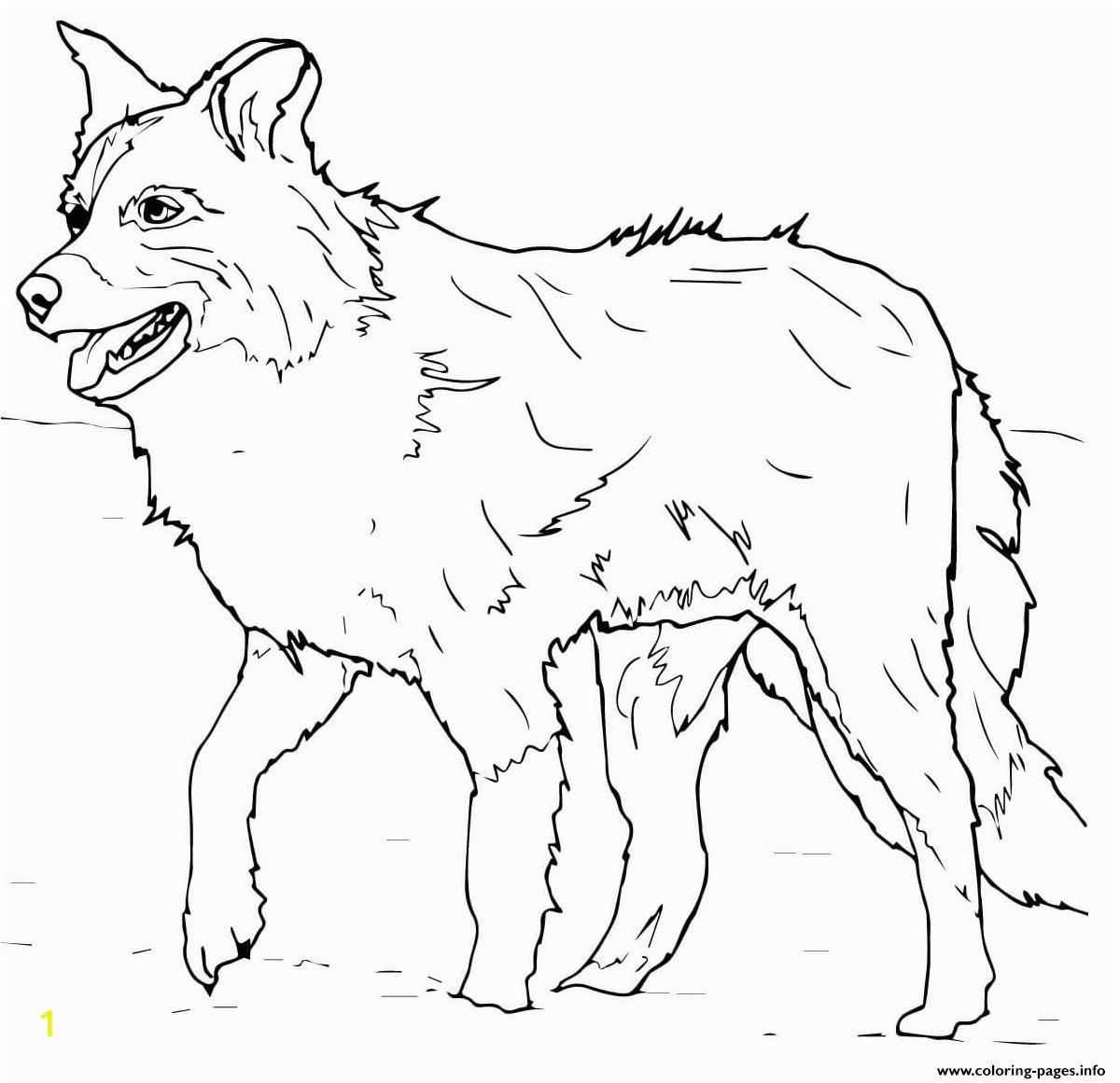 scotch sheep dog or border collie printable coloring pages book
