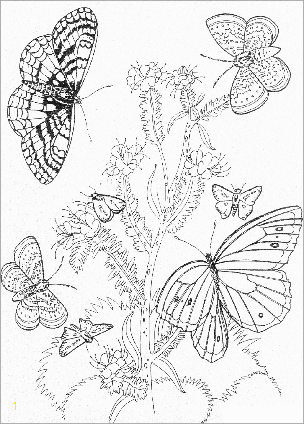 butterfly coloring pages