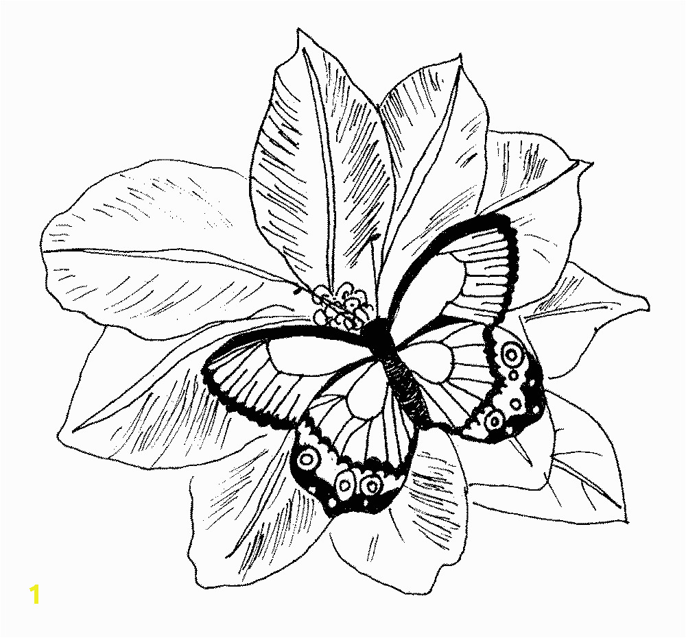 Butterflies and Flowers Coloring Pages for Adults Coloring Pages Flowers Coloring Pages butterfly and