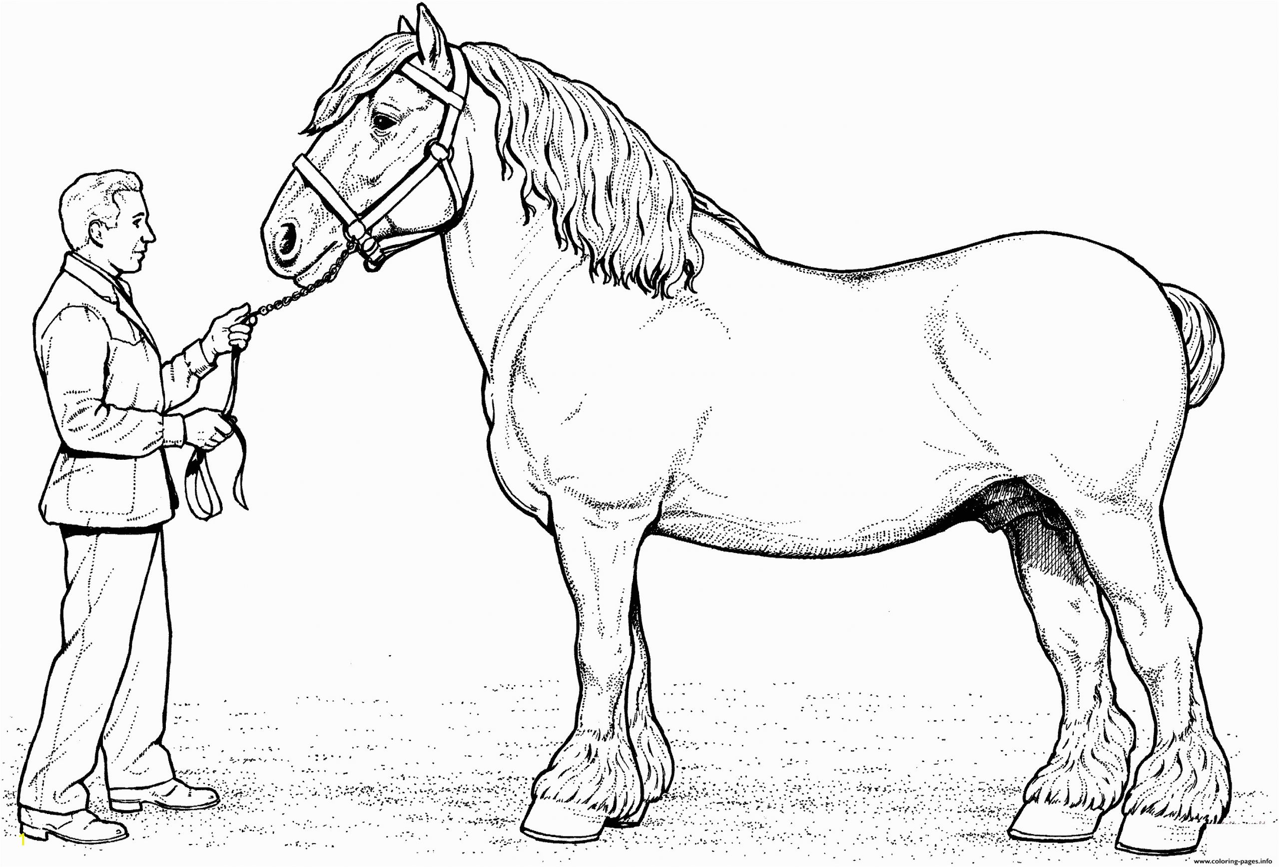 clydesdale horse printable coloring pages book