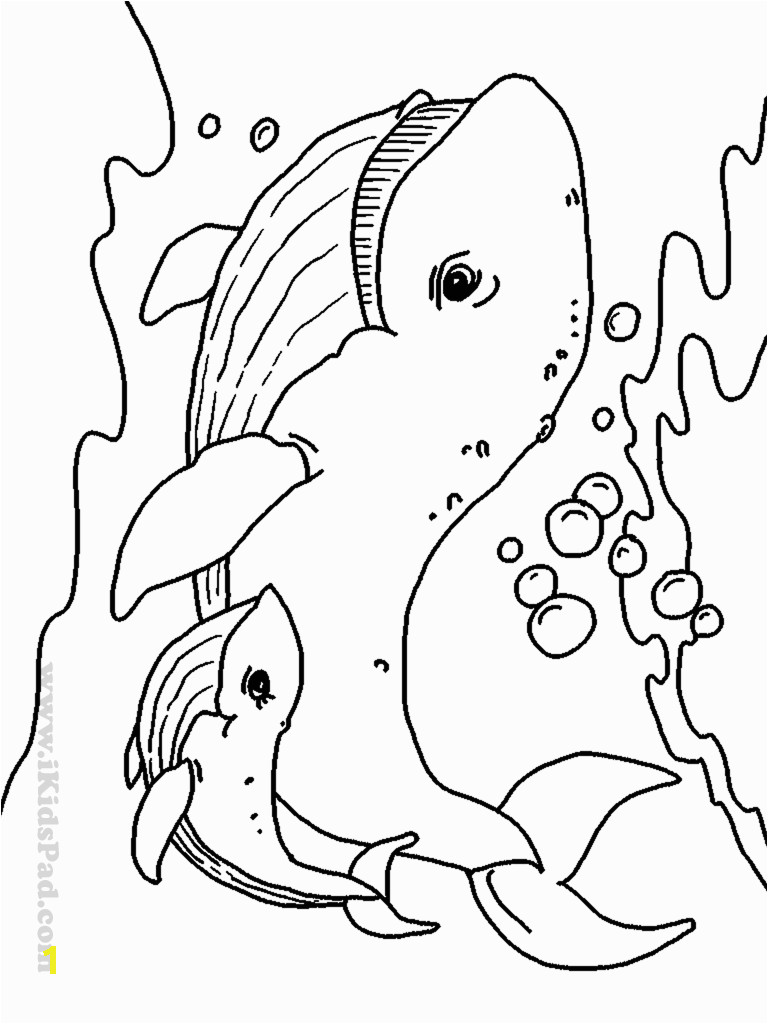 free printable coloring pages baby animals