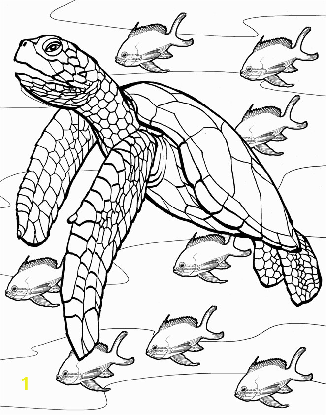 Coral Reef Coloring Pages to Print Coloring Pages Coral Reef Sketchbook