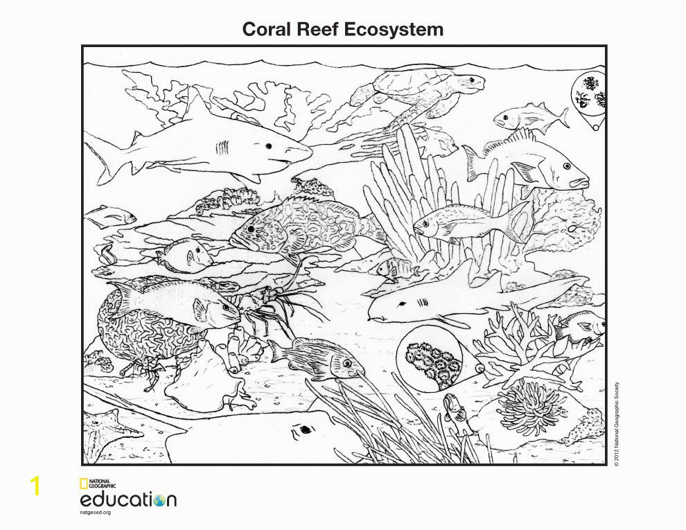 coral reef coloring