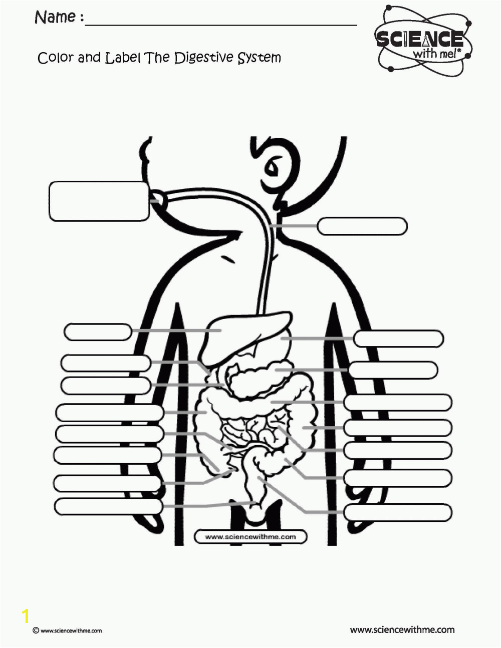 coloring page for digestive system