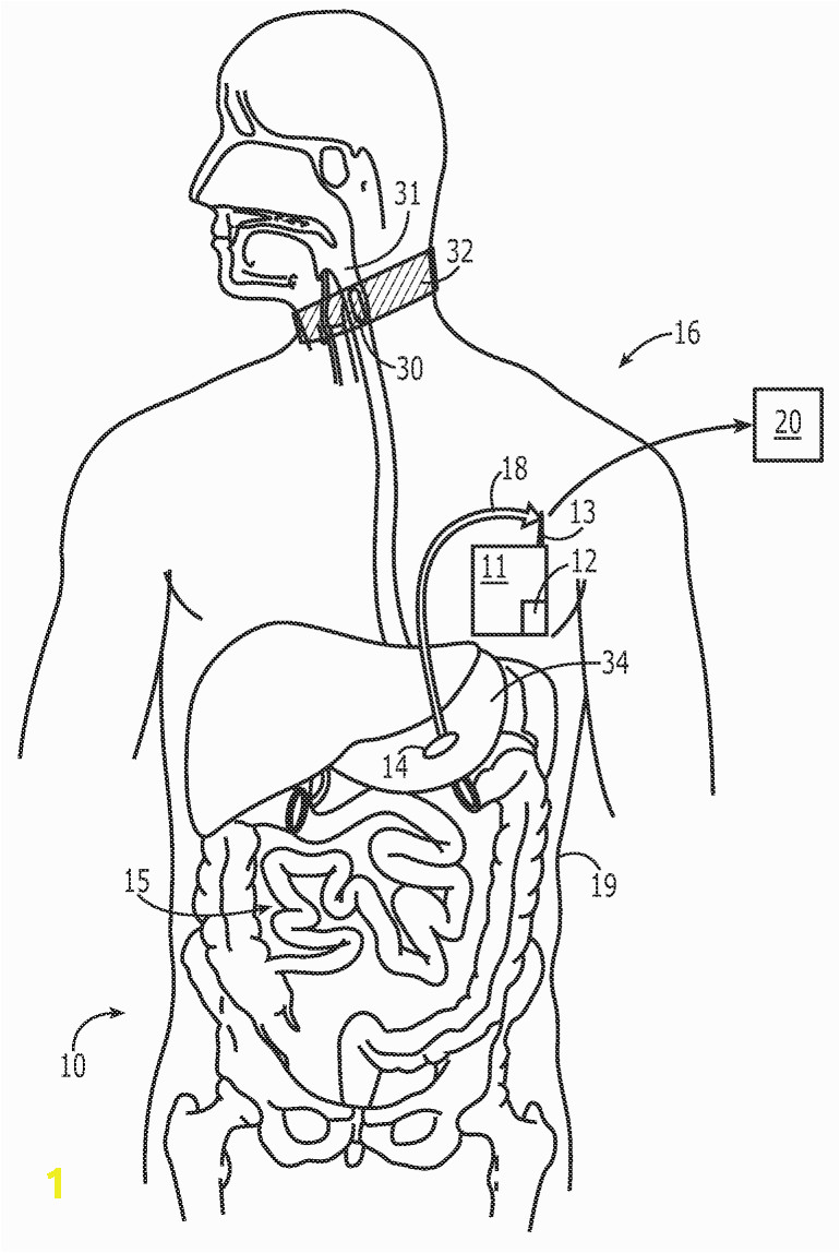 coloring pages of digestive system